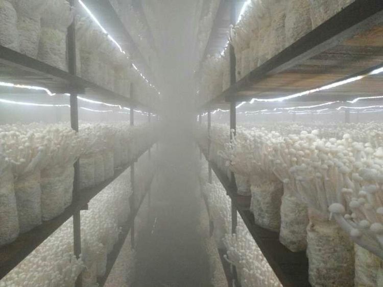 泰宁 发展智慧菌菇，提质增效——福建信息技术的创新实践
